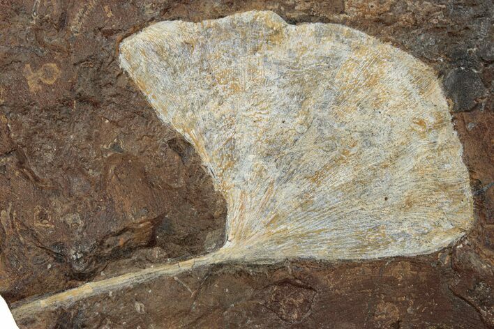 Paleocene Fossil Ginkgo Leaf - North Dakota #270205